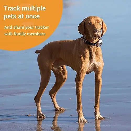Pawfit 3 GPS Pet Tracker: 4G Real-time & Unlimited Tracking, Built-in LED Light & Speaker, Escape Alert, Voice Recall, IP68 Waterproof GPS Tracker for Dogs & Cats over 3.5KG, Pet Activity Monitor reviewed and rated by Make Life Easier Technologies