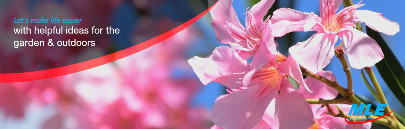 Beautiful pink blossom against a clear blue sky